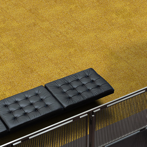 Paragon Royal Shaggy